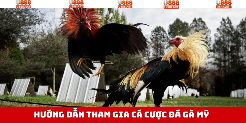 Đá Gà Mỹ - Nơi Hội Tụ Những Trận Đấu Nảy Lửa Tại U888 3 Hướng dẫn cách thức trải nghiệm cá cược chọi gà Mỹ