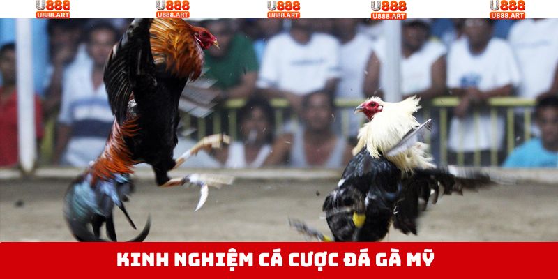 Đá Gà Mỹ - Nơi Hội Tụ Những Trận Đấu Nảy Lửa Tại U888 4 Nắm rõ kinh nghiệm khi tham gia đá gà Mỹ tại U888 thắng lớn