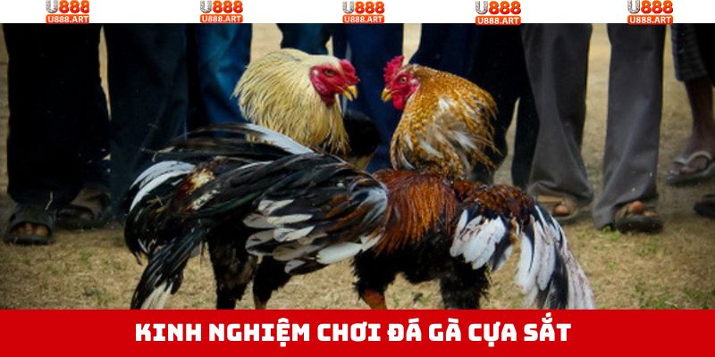 Đá Gà Cựa Sắt - Hòa Minh Với Trận Chiến Kịch Tính, Nảy Lửa 4 Kinh nghiệm thắng lớn từ cao thủ khi tham gia chọi gà cựa sắt