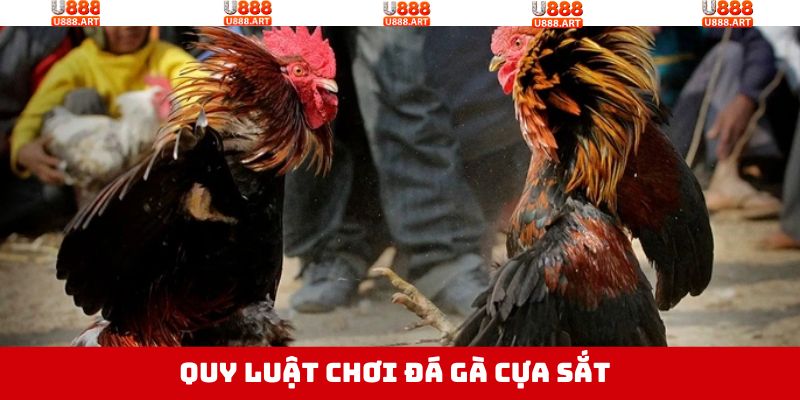 Đá Gà Cựa Sắt - Hòa Minh Với Trận Chiến Kịch Tính, Nảy Lửa 3 Nắm rõ về luật chơi trong đá gà cựa sắt tại U888