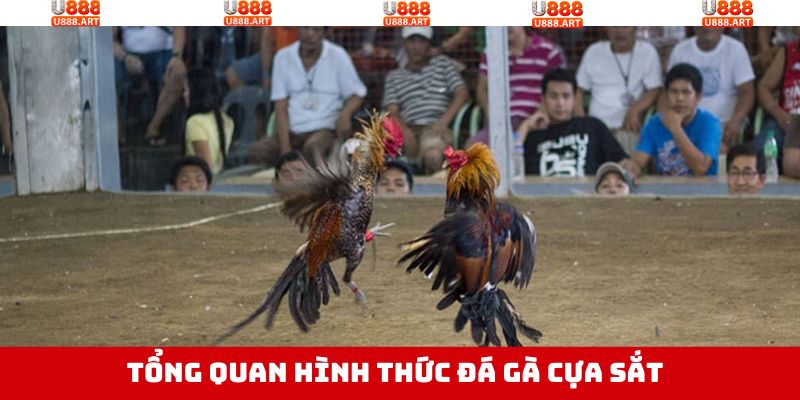 Đá Gà Cựa Sắt - Hòa Minh Với Trận Chiến Kịch Tính, Nảy Lửa 2 Điều hấp dẫn về loại hình đá gà cựa sắt