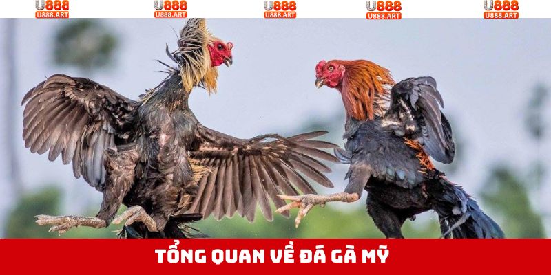 Đá Gà Mỹ - Nơi Hội Tụ Những Trận Đấu Nảy Lửa Tại U888 2 Điểm qua điều thú vị trong đá gà Mỹ